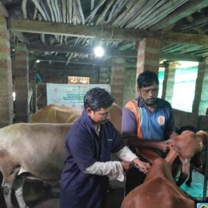 pashu sanvardhan kankavli (13)