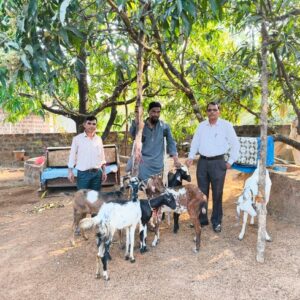 pashu sanvardhan kankavli (15)