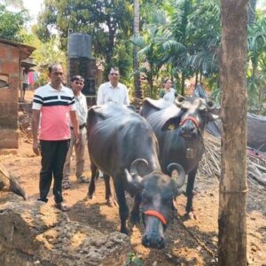 pashu sanvardhan kankavli (4)