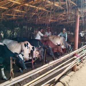 pashu sanvardhan kankavli (7)